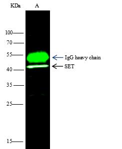 SET / TAF-I Antibody - SET was immunoprecipitated using: Lane A: 0.5 mg 293T Whole Cell Lysate. 4 uL anti-SET rabbit polyclonal antibody and 15 ul of 50% Protein G agarose. Primary antibody: Anti-SET rabbit polyclonal antibody, at 1:100 dilution. Secondary antibody: Dylight 800-labeled antibody to rabbit IgG (H+L), at 1:5000 dilution. Developed using the odssey technique. Performed under reducing conditions. Predicted band size: 33 kDa. Observed band size: 42 kDa.