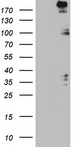 SETD1A / SET1 Antibody - HEK293T cells were transfected with the pCMV6-ENTRY control (Left lane) or pCMV6-ENTRY SETD1A (Right lane) cDNA for 48 hrs and lysed. Equivalent amounts of cell lysates (5 ug per lane) were separated by SDS-PAGE and immunoblotted with anti-SETD1A.
