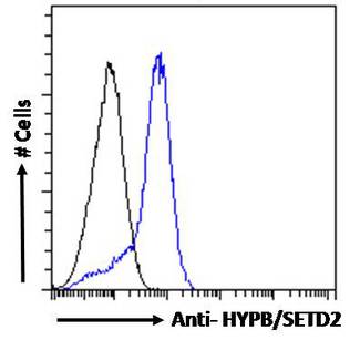 SETD2 Antibody - HYPB / SETD2 antibody flow cytometric analysis of paraformaldehyde fixed HepG2 cells (blue line), permeabilized with 0.5% Triton. Primary incubation overnight (10ug/ml) followed by Alexa Fluor 488 secondary antibody (1ug/ml). IgG control: Unimmunized goat IgG (black line) followed by Alexa Fluor 488 secondary antibody.