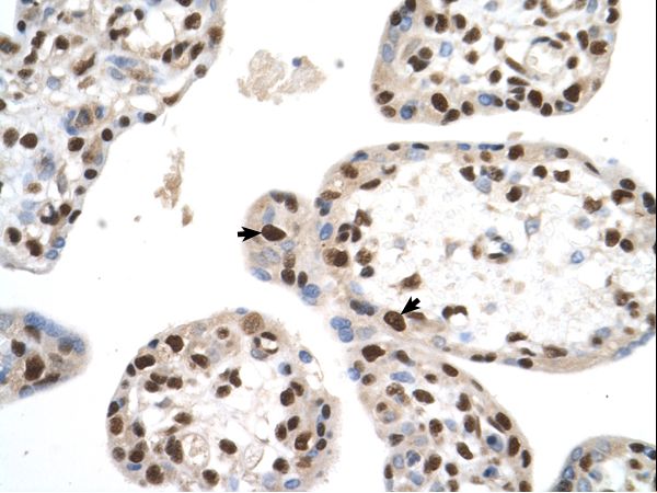 SETD2 Antibody - SETD2 antibody SETD2(SET domain containing 2) Antibody was used in IHC to stain formalin-fixed, paraffin-embedded human placenta.  This image was taken for the unconjugated form of this product. Other forms have not been tested.