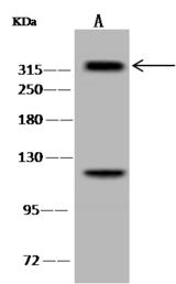 SETD2 Antibody - Anti-SETD2 rabbit polyclonal antibody at 1:500 dilution. Lane A: HeLa Whole Cell Lysate. Lysates/proteins at 30 ug per lane. Secondary: Goat Anti-Rabbit IgG (H+L)/HRP at 1/10000 dilution. Developed using the ECL technique. Performed under reducing conditions. Predicted band size: 288 kDa. Observed band size: 315 kDa. (We are unsure as to the identity of these extra bands.)