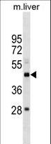 SETD4 Antibody - SETD4 Antibody western blot of mouse liver tissue lysates (35 ug/lane). The SETD4 antibody detected the SETD4 protein (arrow).