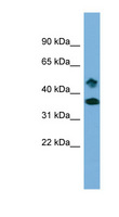 SETD6 Antibody - SETD6 antibody Western blot of THP-1 cell lysate. This image was taken for the unconjugated form of this product. Other forms have not been tested.