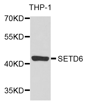 SETD6 Antibody - Western blot analysis of extracts of THP-1 cells.