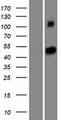 SETD6 Protein - Western validation with an anti-DDK antibody * L: Control HEK293 lysate R: Over-expression lysate
