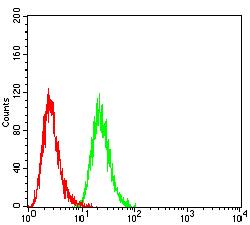 SETD7 / SET7 Antibody - Flow cytometric analysis of Hela cells using SETD7 mouse mAb (green) and negative control (red).