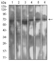 SETD7 / SET7 Antibody - Western blot analysis using SETD7 mouse mAb against MCF-7 (1), Hela (2), A549 (3), COS7 (4), Jurkat (5), and PC-12 (6) cell lysate.