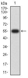 SETD7 / SET7 Antibody - Western blot analysis using SETD7 mAb against human SETD7 (AA: 107-366) recombinant protein. (Expected MW is 55 kDa)