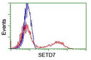 SETD7 / SET7 Antibody - HEK293T cells transfected with either overexpress plasmid (Red) or empty vector control plasmid (Blue) were immunostained by anti-SETD7 antibody, and then analyzed by flow cytometry.