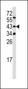 SETD8 / SET8 Antibody - Western blot of SETD8 antibody in 293 cell line lysates (35 ug/lane). SETD8 (arrow) was detected using the purified antibody.