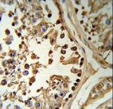 SETD8 / SET8 Antibody - SETD8 Antibody (RB18964) IHC of formalin-fixed and paraffin-embedded human testis tissue followed by peroxidase-conjugated secondary antibody and DAB staining.