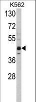 SETD8 / SET8 Antibody - Western blot of SET07 Antibody in K562 cell line lysates (35 ug/lane). SET07 (arrow) was detected using the purified antibody.