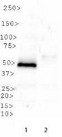 SETD8 / SET8 Antibody - Western Blot: SETD8 Antibody - Western blot of SETD8 in Lane 1. SETD8 overexpression vector containing C-terminal DDK tag. Lane 2. Empty vector.  This image was taken for the unconjugated form of this product. Other forms have not been tested.