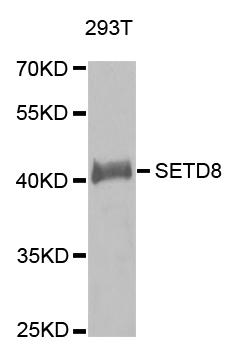 SETD8 / SET8 Antibody - Western blot analysis of extracts of 293T cells.