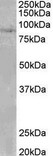SETDB2 Antibody - SETDB2 antibody (0.1 ug/ml) staining of Human Heart lysate (35 ug protein in RIPA buffer). Primary incubation was 1 hour. Detected by chemiluminescence.