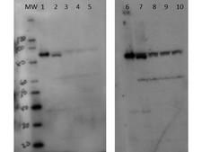 SETDB2 Antibody - Western Blot of rabbit anti-Setdb2 antibody. Lane 1: 50ng recombinant mouse Setdb2. Lane 2: 50ng recombinant mouse Setdb2 + HEK293 50mcg. Lane 3: 5.0ng recombinant mouse Setdb2 + HEK293 50mcg. Lane 4: 0.5ng recombinant mouse Setdb2 + HEK293 50mcg. Lane 5: HEK293 50mcg. Lane 6: 50ng recombinant mouse Setdb2. Lane 7: 50ng recombinant mouse Setdb2 + HEK293 50mcg. Lane 8: 5.0ng recombinant mouse Setdb2 + HEK293 50mcg. Lane 9: 0.5ng recombinant mouse Setdb2 + HEK293 50mcg. Lane 10: HEK293 50mcg. Primary antibody: Setdb2 antibody at 1:100,000 (lanes 1-5) and 1:25,000 (lanes 6-10) for overnight at 4°C. Secondary antibody: HRP rabbit secondary antibody at 1:20,000 for 45 min at RT. Block: 5% BLOTTO overnight at 4°C. Predicted/Observed size: 80.6 kDa for Setdb2. Other band(s): degradation products, proteolysis products, or nonspecific binding.