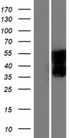 SEZ6L Protein - Western validation with an anti-DDK antibody * L: Control HEK293 lysate R: Over-expression lysate