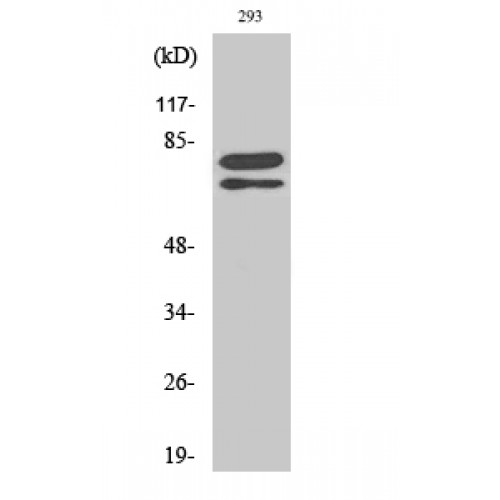 SF1 Antibody - Western blot of Splicing factor 1 antibody