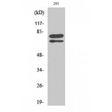 SF1 Antibody - Western blot of Splicing factor 1 antibody