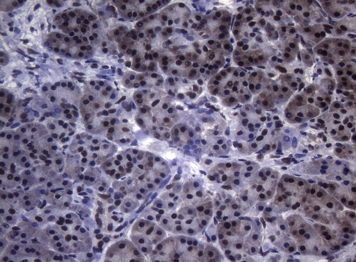 SF1 Antibody - Immunohistochemical staining of paraffin-embedded Human pancreas tissue within the normal limits using anti-SF1 mouse monoclonal antibody. (Heat-induced epitope retrieval by 1mM EDTA in 10mM Tris buffer. (pH8.5) at 120°C for 3 min. (1:150)