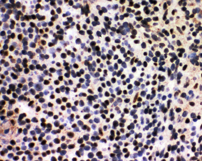 SF1 Antibody - SF1 antibody. IHC(F): Rat Spleen Tissue.