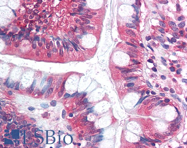 SF1 Antibody - Anti-SF1 antibody IHC of human small intestine. Immunohistochemistry of formalin-fixed, paraffin-embedded tissue after heat-induced antigen retrieval. Antibody concentration 5 ug/ml.  This image was taken for the unconjugated form of this product. Other forms have not been tested.
