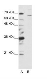 SF1 Antibody - A: Marker, B: HepG2 Cell Lysate.  This image was taken for the unconjugated form of this product. Other forms have not been tested.