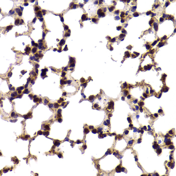 SF1 Antibody - Immunohistochemistry of paraffin-embedded Mouse lung tissue.