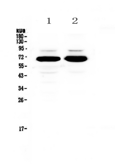 SF1 Antibody - Western blot - Anti-splicing factor 1 Picoband antibody
