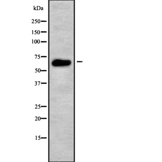 SF1 Antibody - Western blot analysis Splicing factor 1 using COLO205 whole cells lysates