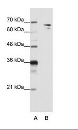 SF1 Antibody - B: HepG2 Cell Lysate.  This image was taken for the unconjugated form of this product. Other forms have not been tested.
