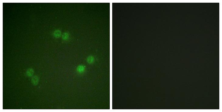 SF1 Antibody - P-peptide - + Immunofluorescence analysis of A549 cells, using SF1 (Phospho-Ser82) antibody.