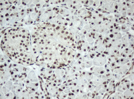 SF3A1 / SF3A120 Antibody - IHC of paraffin-embedded Human pancreas tissue using anti-SF3A1 mouse monoclonal antibody.