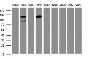 SF3A1 / SF3A120 Antibody - Western blot of extracts (35ug) from 9 different cell lines by using anti-SF3A1 monoclonal antibody (HepG2: human; HeLa: human; SVT2: mouse; A549: human; COS7: monkey; Jurkat: human; MDCK: canine; PC12: rat; MCF7: human).