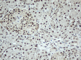 SF3A1 / SF3A120 Antibody - IHC of paraffin-embedded Human pancreas tissue using anti-SF3A1 mouse monoclonal antibody. (Heat-induced epitope retrieval by 10mM citric buffer, pH6.0, 120°C for 3min).