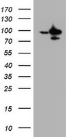 SF3A1 / SF3A120 Antibody - HEK293T cells were transfected with the pCMV6-ENTRY control (Left lane) or pCMV6-ENTRY SF3A1 (Right lane) cDNA for 48 hrs and lysed. Equivalent amounts of cell lysates (5 ug per lane) were separated by SDS-PAGE and immunoblotted with anti-SF3A1.