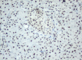 SF3A1 / SF3A120 Antibody - IHC of paraffin-embedded Human pancreas tissue using anti-SF3A1 mouse monoclonal antibody.