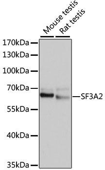 SF3A2 / SF3a66 Antibody - Western blot analysis of extracts of various cell lines, using SF3A2 antibody at 1:1000 dilution. The secondary antibody used was an HRP Goat Anti-Rabbit IgG (H+L) at 1:10000 dilution. Lysates were loaded 25ug per lane and 3% nonfat dry milk in TBST was used for blocking. An ECL Kit was used for detection and the exposure time was 3s.
