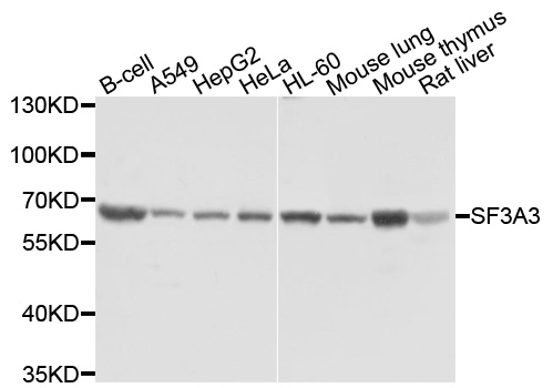 SF3A3 / SF3a60 Antibody - Western blot analysis of extracts of various cells.