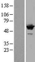SF3A3 / SF3a60 Protein - Western validation with an anti-DDK antibody * L: Control HEK293 lysate R: Over-expression lysate
