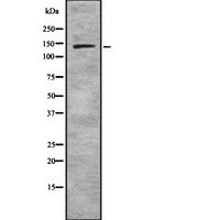 SF3B1 Antibody - Western blot analysis SAP 155 using HeLa whole cells lysates