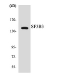 SF3B130 / SF3B3 Antibody - Western blot analysis of the lysates from HeLa cells using SF3B3 antibody.