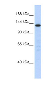 SF3B130 / SF3B3 Antibody - Anti-SF3B3 Antibody western blot of Transfected 293T cell lysate.  This image was taken for the unconjugated form of this product. Other forms have not been tested.