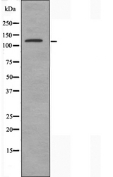 SF3B130 / SF3B3 Antibody - Western blot analysis of extracts of 293 cells using SF3B3 antibody.
