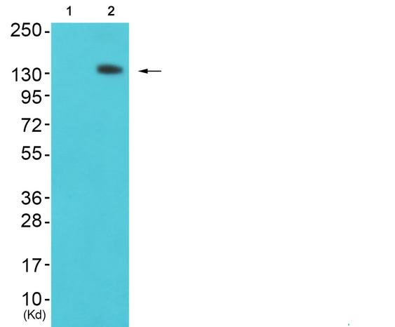 SF3B130 / SF3B3 Antibody - Western blot analysis of extracts from 293 cells, using SF3B3 antibody.