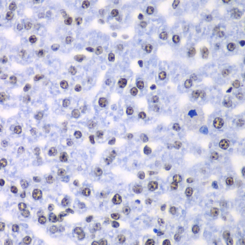 SF3B2 Antibody - Immunohistochemistry of paraffin-embedded rat liver tissue.
