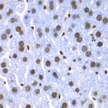 SF3B2 Antibody - Immunohistochemistry of paraffin-embedded mouse liver tissue.