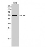 SF3B4 Antibody - Western blot of SAP 49 antibody