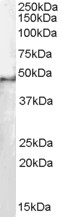 SF3B4 Antibody - Antibody staining (0.1 ug/ml) of HeLa lysate (RIPA buffer, 35 ug total protein per lane). Primary incubated for 1 hour. Detected by Western blot of chemiluminescence.