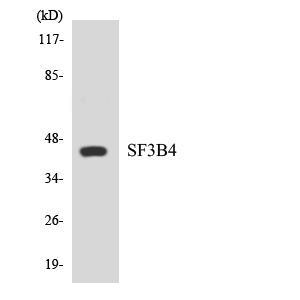 SF3B4 Antibody - Western blot analysis of the lysates from 293 cells using SF3B4 antibody.